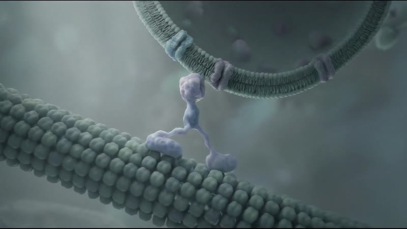 Standbild einer 3D-Animation des Motorproteins Kinesin